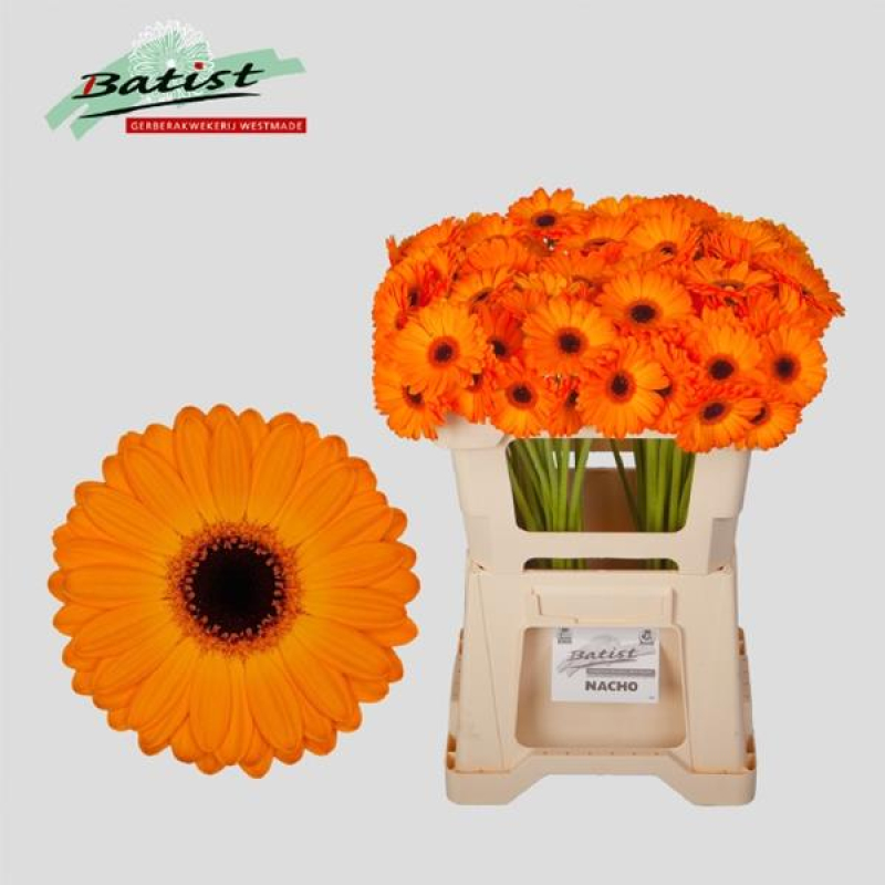 Germini Portocalie, 50 cm, Pachet (20 buc.)